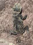 Rough-tailed Rock Agama - Laudakia stellio