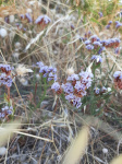 Sea lavender unknown - Limonium spec.