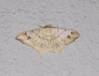 Psamatodes abydata 14 07 2021.JPG