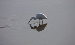 Little Egret.jpg