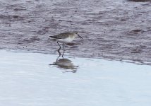 curlew sand.jpg