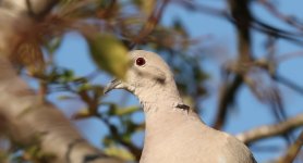 Collared Dove Test Image 8W6A0244.jpg