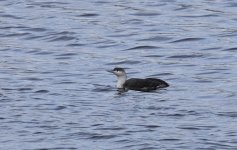 A Red-throated Diver 003.jpg