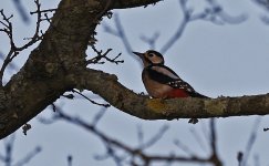 C Great Spotted Woodpecker 011.jpg