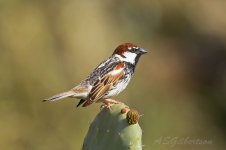 Spanish-Sparrow-(53)-Betancuria-fbook.jpg