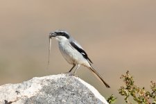 Great-Grey-Shrike-(36)-Barranco-de-Antigua-fbook.jpg