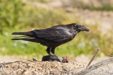 Raven-(59)-eating-black-rat,-Barranco-de-Esquinzo-fbook.jpg
