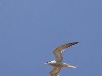 L1220520_Common Tern.jpg