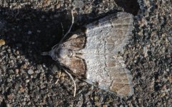 Short-cloaked Moth 030.jpg