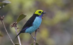 A16 Paradise Tanager.JPG