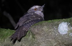 A15 Marbled Frogmouth.jpg