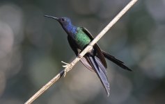 A08 Swallow-tailed Hummingbird.jpg