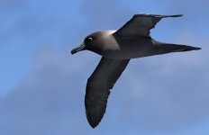 A01 Light-mantled Albatross.jpg