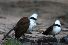 white_crested_laughingthrush.jpg