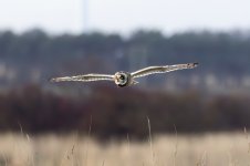 Short-eared-Owl-(59)-fbook2.jpg