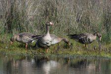 Greater White-fronted Goose 2024-03-08 b.JPG