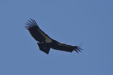 California Condor 2024-03-14.JPG