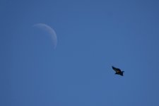 Fly me to the moon 2024-03-14 d.JPG