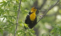 Yellow-headed Blackbird 10.jpg