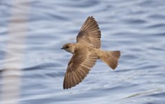 Northern Rough-winged Swallow 006.jpg