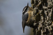 Red-breasted Nuthatch 007.jpg