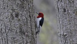 Red-headed Woodpecker 008.jpg