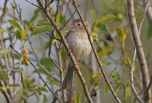 Field Sparrow 03.jpg