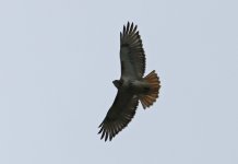 Red-tailed Hawk 02.jpg