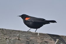 Red-winged Blackbird - abnormal bill 2024-03-26 a.JPG