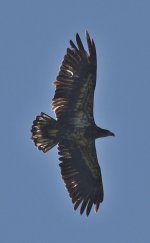 Bald Eagle - juvenile 2024-04-01.JPG