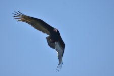 Turkey Vulture 2024-04-02.JPG