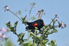 Red-winged Blackbird 2024-04-02 a.JPG
