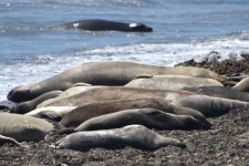 Elephant Seals 2024-04-09b.JPG