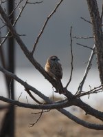 4.MeadowBunting.JPG