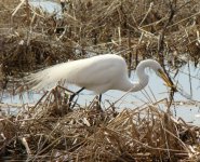 Egret.jpg