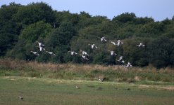 Greylag Geese Landing (R).jpg