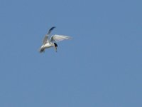 L1320518_Little Tern.jpg