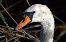 Mute Swan (R).jpg