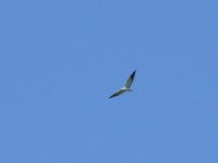 L1330198_Black-shouldered Kite.jpg