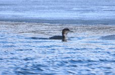Great Northern Diver (R).jpg