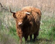 Highland Cattle (R).jpg