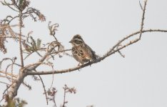 5.Rustic Bunting.JPG