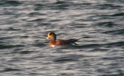 Photo2AmericanWigeon.jpg