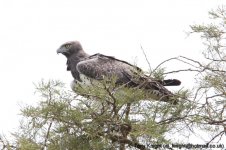 martial eagle, QE NP, Uganda, 10-2011 v9520.jpg