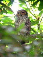 spotted wood owl1.jpg