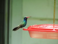 07-Broad-billed Hummingbird 1.JPG