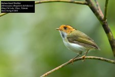 Rufous-faced Warbler.jpg