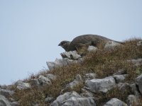 alpenschneehuhn.jpg