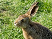 Close-hare-3-small.jpg