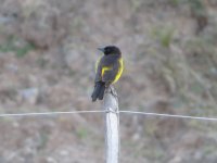 Yellow-rumped Marshbird IMG_7318.JPG